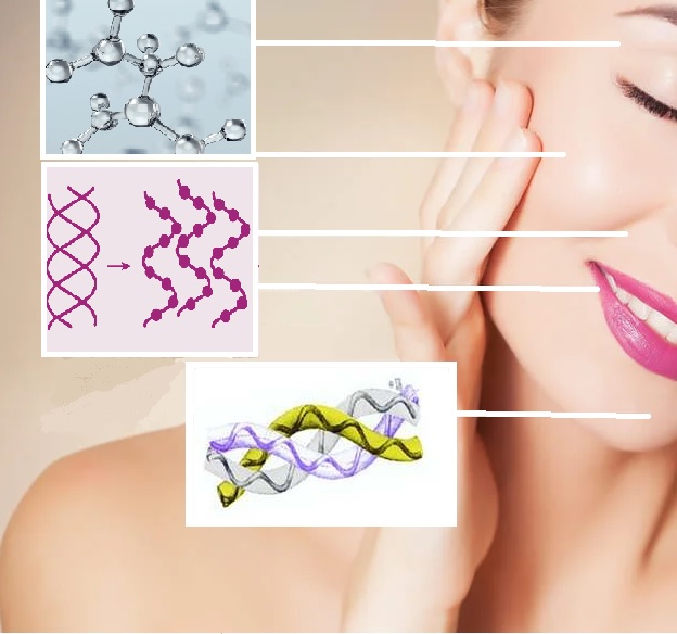 Collagene: struttura, proprietà e utilizzo in cosmetica